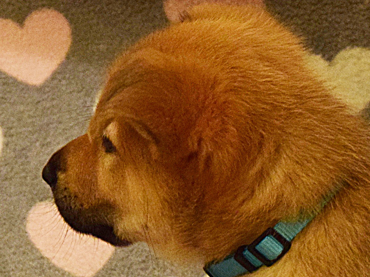chinook puppy